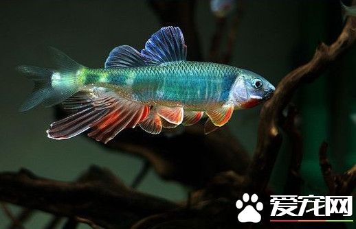 魚病產生的因素 四種最容易發生魚病的因素