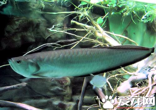 龍魚水族箱飼養 在水族箱中加入成品硝化細菌