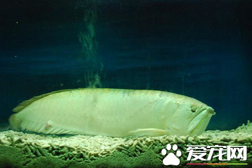 龍魚的常見問題 龍魚常見病的解決方法