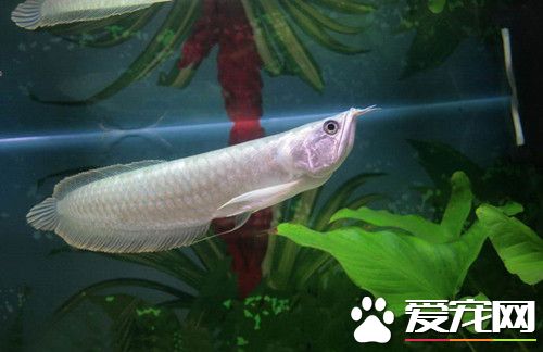 銀龍魚繁殖 繁殖時最適宜的水溫為27~28°C