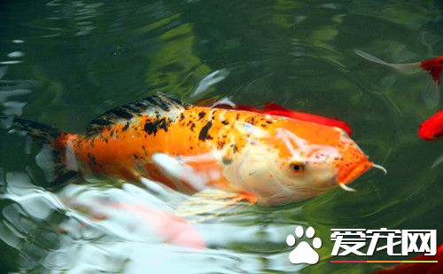 錦鯉魚疾病預防 不能連續使用同一種藥物消毒