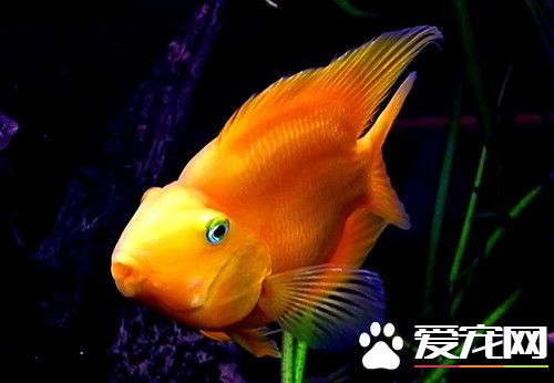 金魚幼魚培育 魚苗產下的5-7天最好不要換水