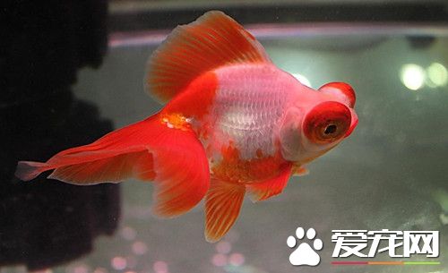 金魚養殖管理 室內養殖水溫保持在22~25°C
