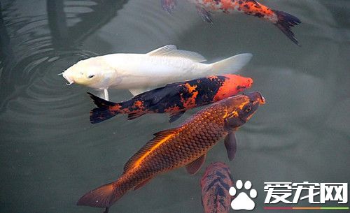 錦鯉魚養殖管理 盡量多投植物性餌料