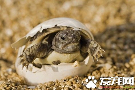 烏龜生活習性 幼龜公母要靠氣溫來決定