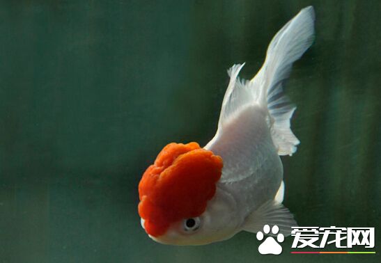 鶴頂紅金魚好養嗎 鶴頂紅金魚飼養4要素