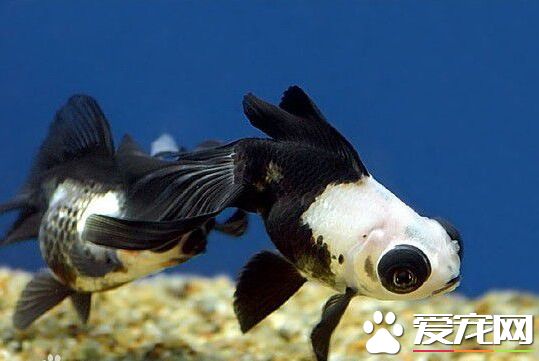 熊貓金魚養殖 熊貓金魚養殖的六個步驟