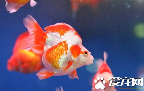 金魚的繁殖 在水族箱中應種植水草或放置棕片