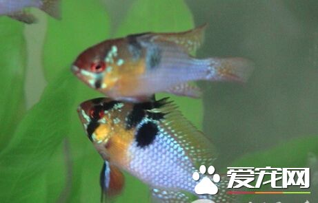 鳳凰魚飼料 帶你了解鳳凰魚的飲食健康