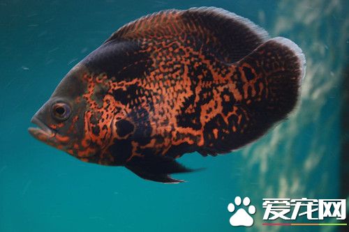 地圖魚池塘養殖 一般每10天注1次新水