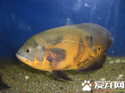 地圖魚水族箱飼養 需要每2-3天換1次水