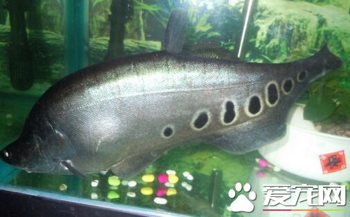 七星刀魚混養 其混養的五個注意事項