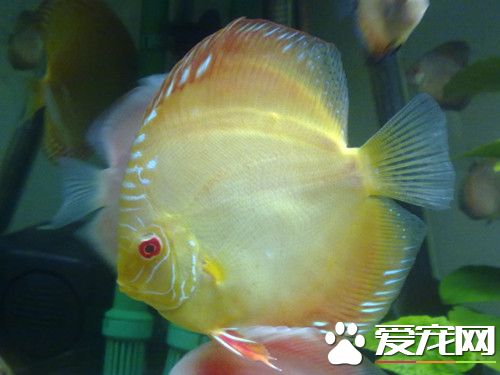 七彩神仙魚養殖管理 需要有足夠的活動空間