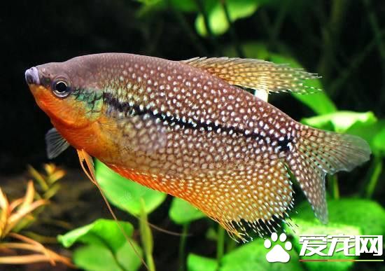 珍珠馬甲繁殖前的准備工作 選擇體長7-8厘米