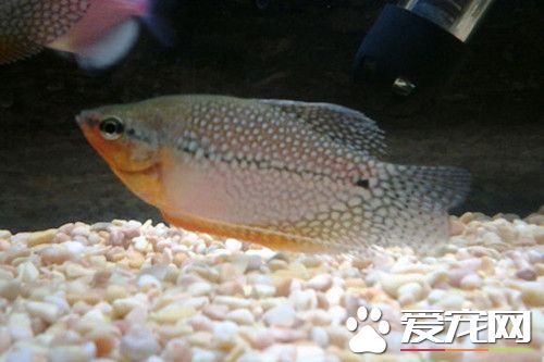 珍珠馬甲養殖管理 水溫最好保持在23~25°C
