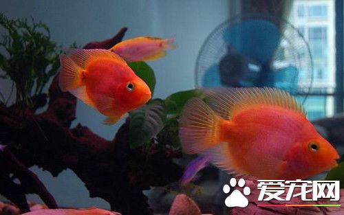 血鹦鹉幼魚培育 每次投喂前先投喂人工餌料