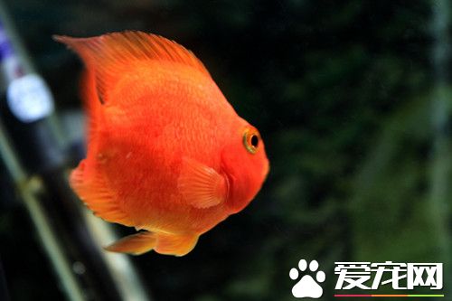 血鹦鹉的喂養 投喂活餌時不要投喂小魚
