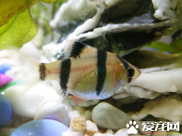 虎皮魚幼魚喂養 可用少許蛋黃調水後投飼