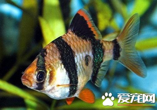 虎皮魚繁殖前准備和要求 繁殖適宜水溫為25℃