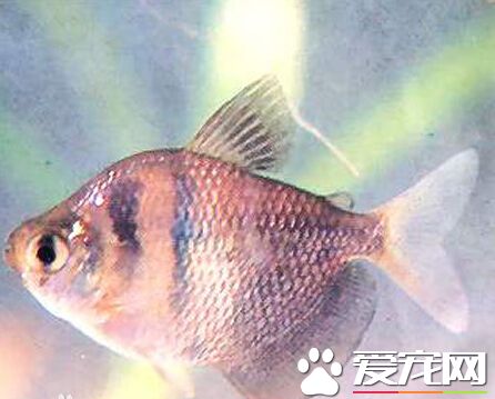 黑裙魚混養 和接吻魚混養是不錯的選擇