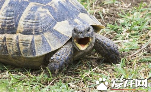 烏龜夏天怎麼養 夏天要注意預防缸裡生長水藻