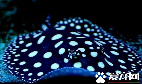 珍珠虹魚混養 可以和一些大型觀賞魚混養