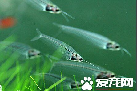 玻璃貓好養嗎 它們飼養起來有一定難度
