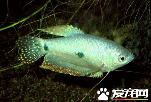 藍星魚變色 帶大家了解藍星魚變色原委
