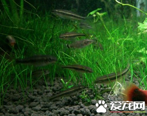 黑線飛狐不吃藻 黑線飛狐屬於素食魚