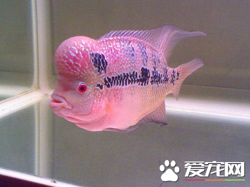 花羅漢養殖 投喂小魚蝦等天然動物性餌料