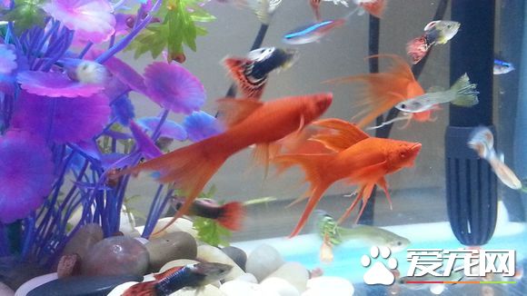 紅劍魚養殖 一般選擇長80厘米以上的水族箱