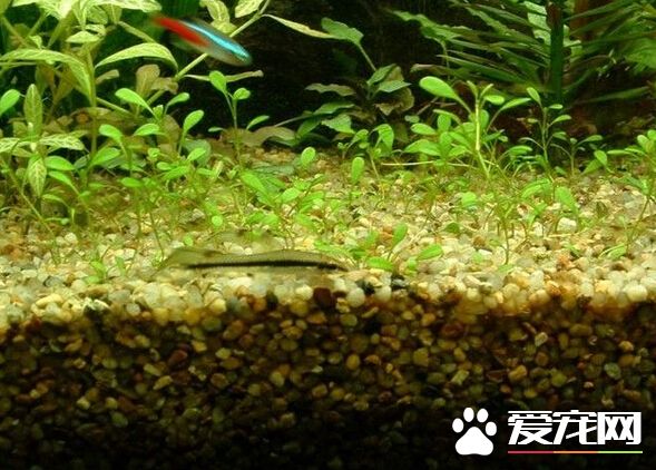 黑線飛狐繁殖 帶你了解黑線飛狐的繁殖