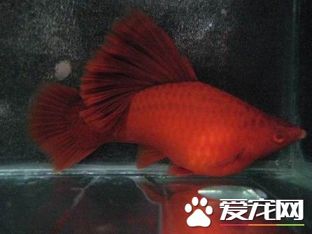 紅劍魚繁殖前准備 選擇一個較大的水族箱
