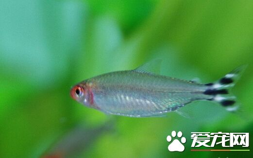 紅鼻剪刀魚吃什麼 喜歡吃水面上的小昆蟲