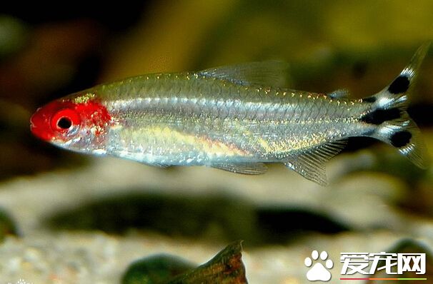 紅鼻剪刀魚好養嗎 掌控合適的密度和水溫