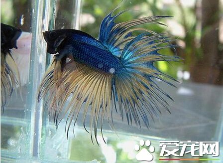 泰國斗魚能混養嗎 需要區分混養的對象