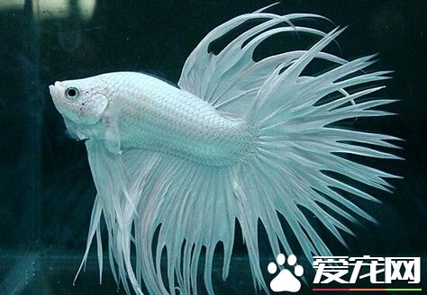 泰國斗魚好養嗎 它們有著很強的是合力