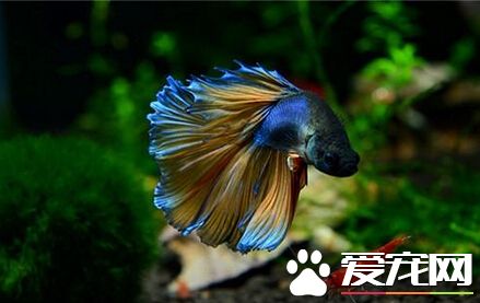 泰國斗魚如何養 正確的飼養是很重要的