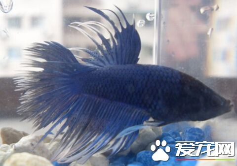 泰國斗魚怎麼繁殖 調配好水溫任其繁殖