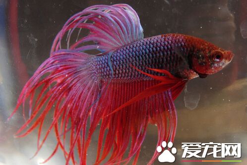 泰國斗魚水溫 水溫最好保持在25°以上