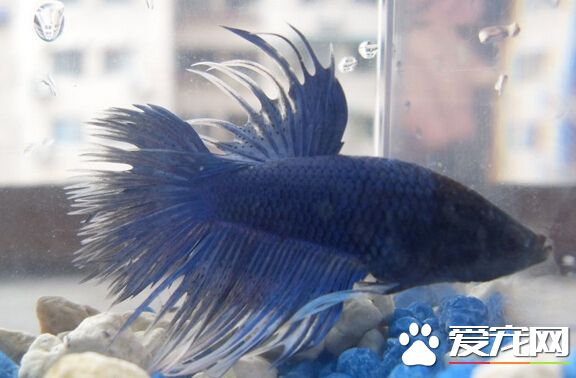 泰國斗魚養殖方法 泰國斗魚養殖技巧分享