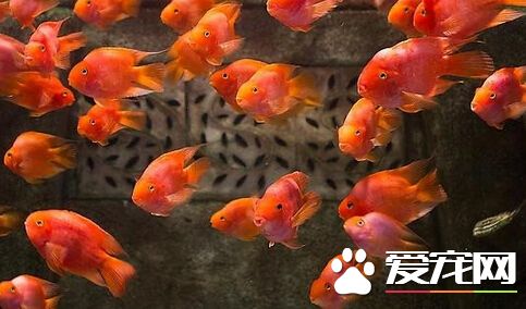 血鹦鹉怎麼喂 飼養中應注意的五個要點