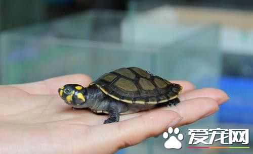 烏龜尾巴爛了怎麼辦 首先要干養一段時間