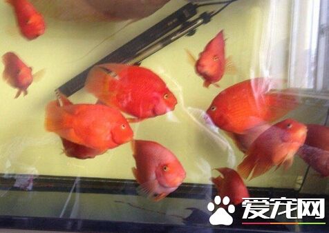 血鹦鹉不吃食 血鹦鹉不吃食的解決方法