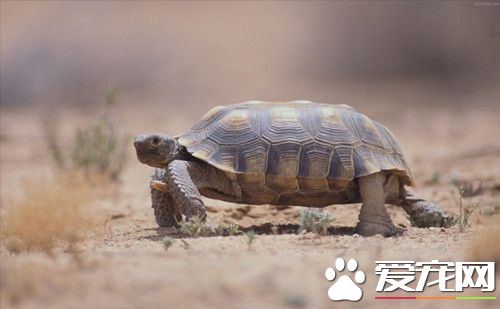 怎麼分別烏龜的種類 九種方法鑒別烏龜種類