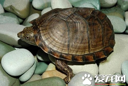 烏龜喜歡曬太陽嗎 烏龜曬太陽是必要的