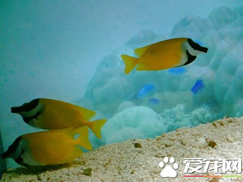 怎麼養好珊瑚礁魚 總體均溫在22℃左右