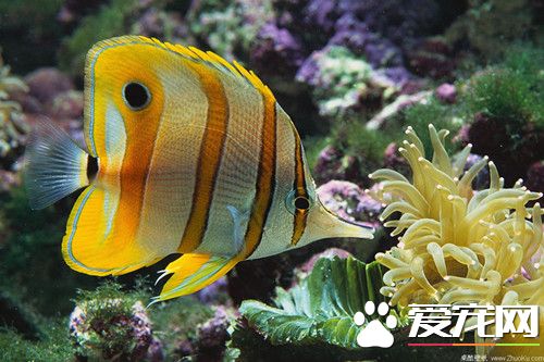 怎麼養好江河上源魚類 一個缸中放2-3只