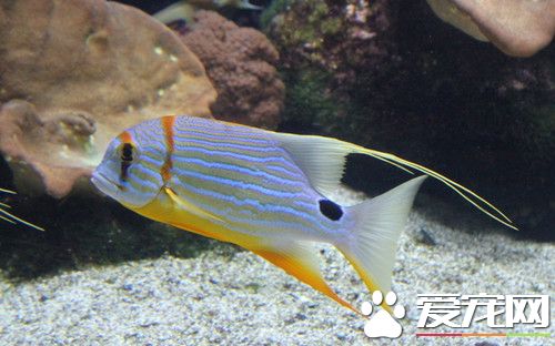 怎麼養好非洲口孵魚 只須注意水質穩定