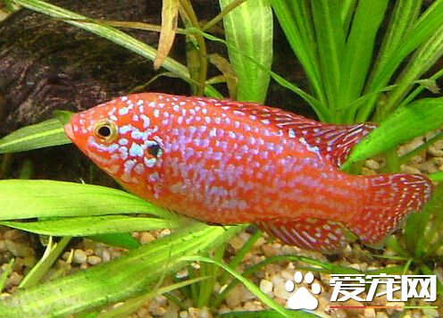 紅寶石魚產卵 紅寶石產卵的極大注意事項